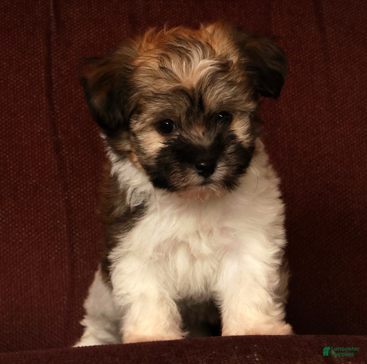 Havanese dogs for sale: Mocha - Ad 7