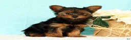Yorkshire Terrier dogs for sale: Bella - Ad 3