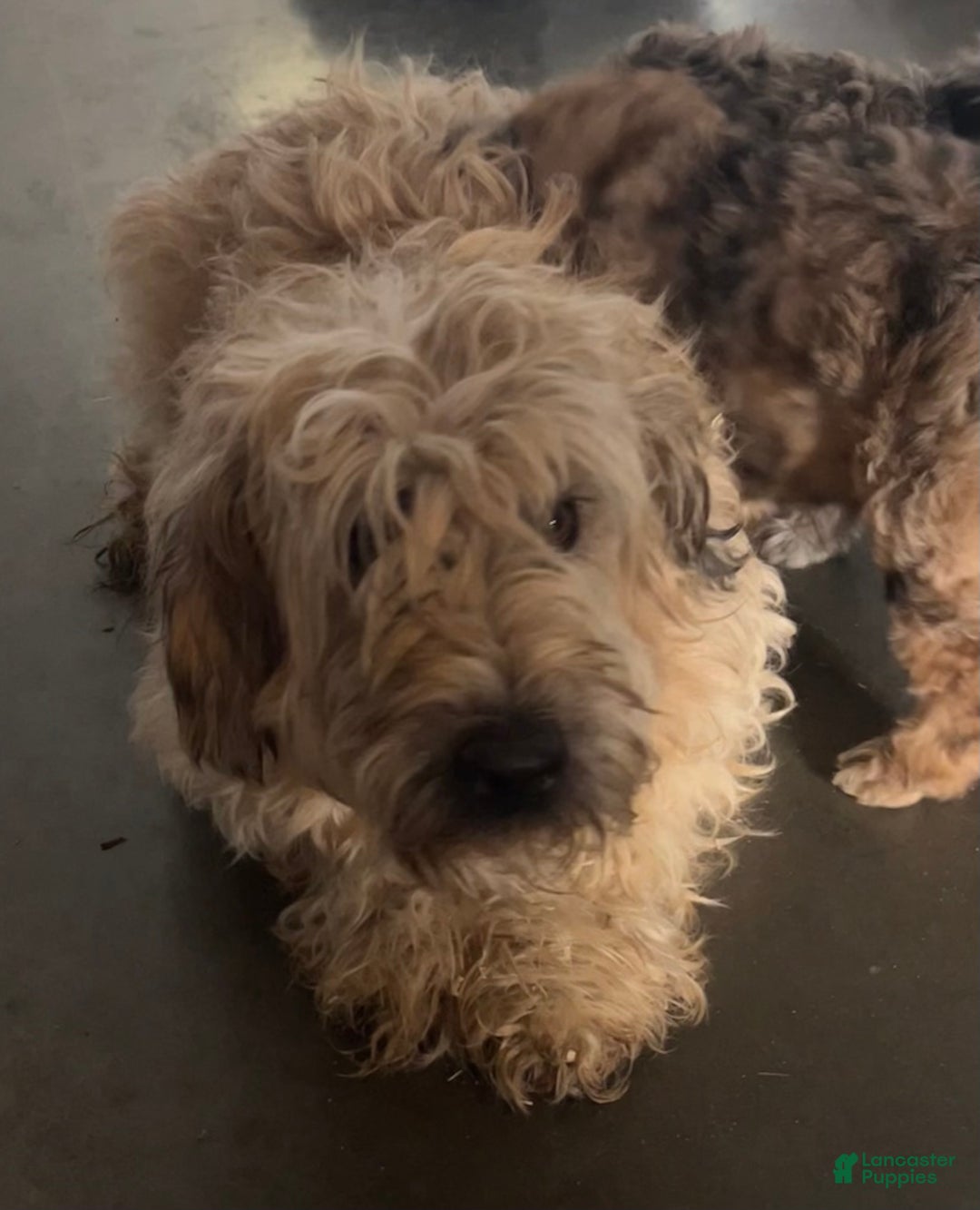 Whoodle dogs for sale: Minnie - Ad 6