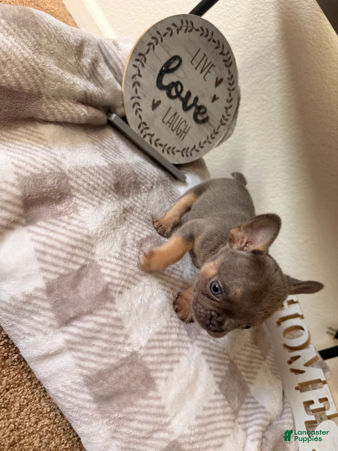 French Bulldog dogs for sale: French Bulldog 2 - Ad 2