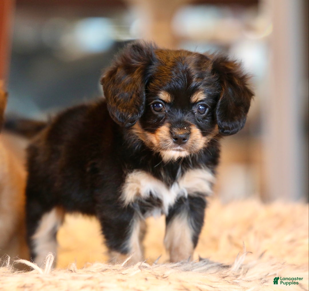 Mixed Breed dogs for sale: Cavalon Midnight - Ad 3