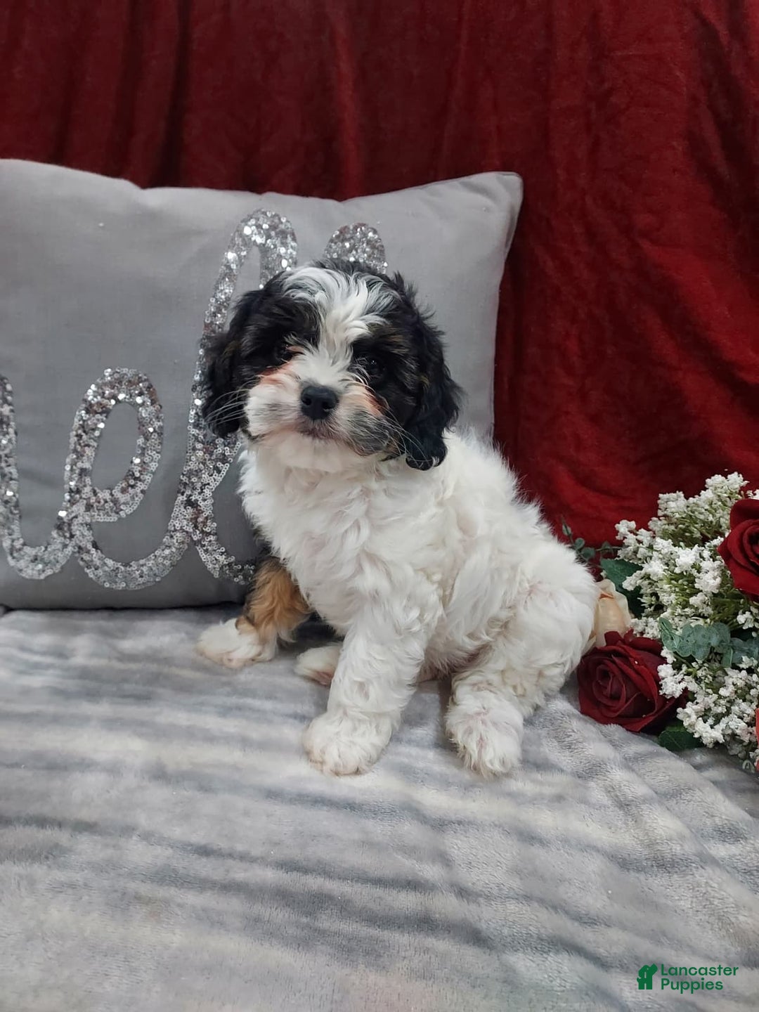 Cavapoo dogs for sale: Luna - Ad 3