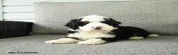 Bernedoodle dogs for sale: Scout - Ad 4