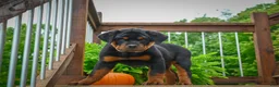 Rottweiler dogs for sale: Baron🐾💙 - Ad 3