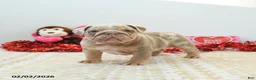 English Bulldog dogs for sale: Rocky - Ad 4
