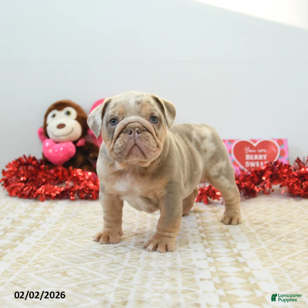 English Bulldog dogs for sale: Rocky - Ad 4