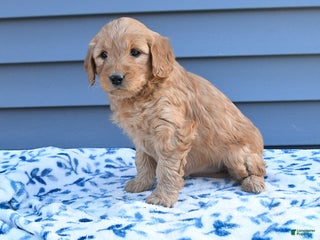 Goldendoodle dogs Brianna - Ad 7