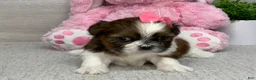 Shih Tzu dogs for sale: Lacey - Ad 4