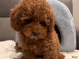 Toy Poodle dogs Nolan-AKC Genetic Tested POTTY & CRATE Trained - Ad 13