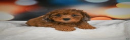 Mini Aussiedoodle dogs for sale: Annie - Ad 5