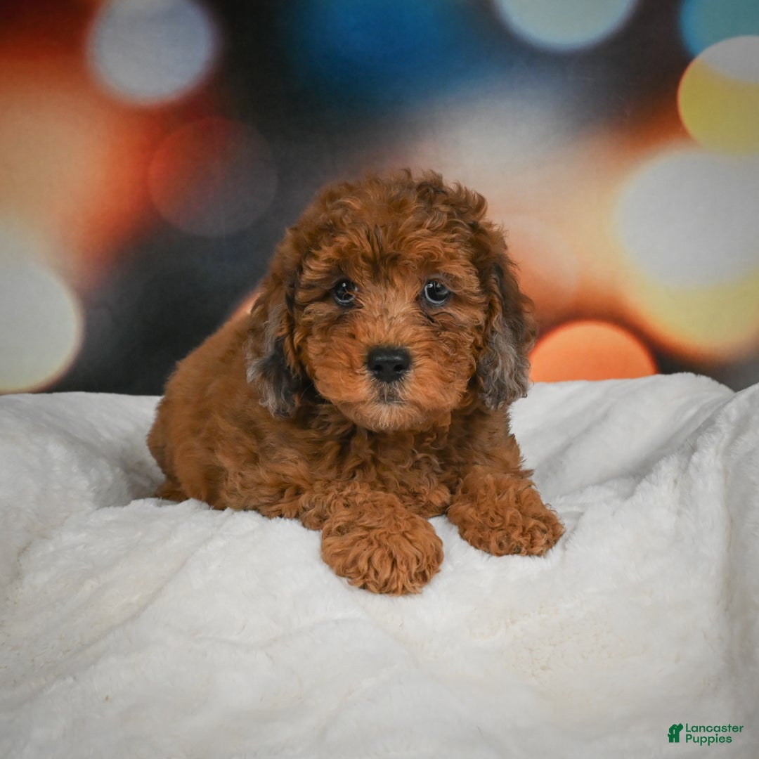 Mini Aussiedoodle dogs for sale: Annie - Ad 5