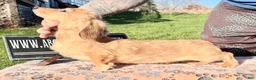 Miniature Dachshund dogs for sale: Cream dapple - Ad 6