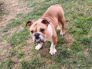 English Bulldog dogs Reagan - Ad 29