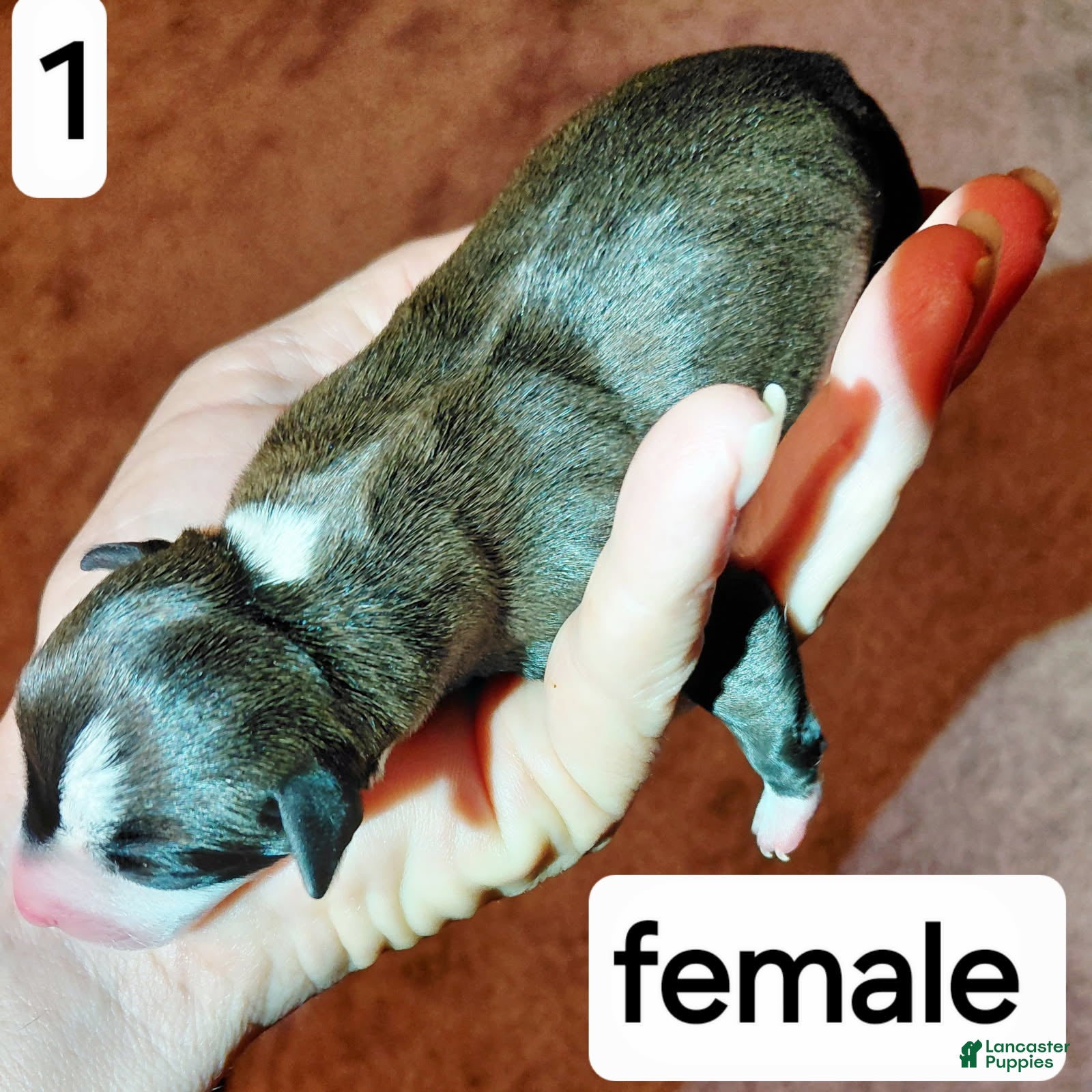 Italian Greyhound dogs Girl 1 - Ad 34