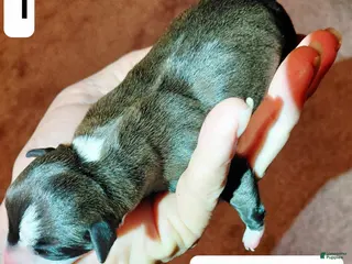 Italian Greyhound dogs Girl 1 - Ad 34