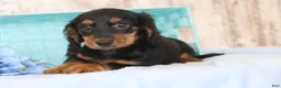 Dachshund dogs for sale: Gregory  - Ad 4