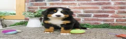 Bernese Mountain Dog dogs for sale: Star - Ad 5