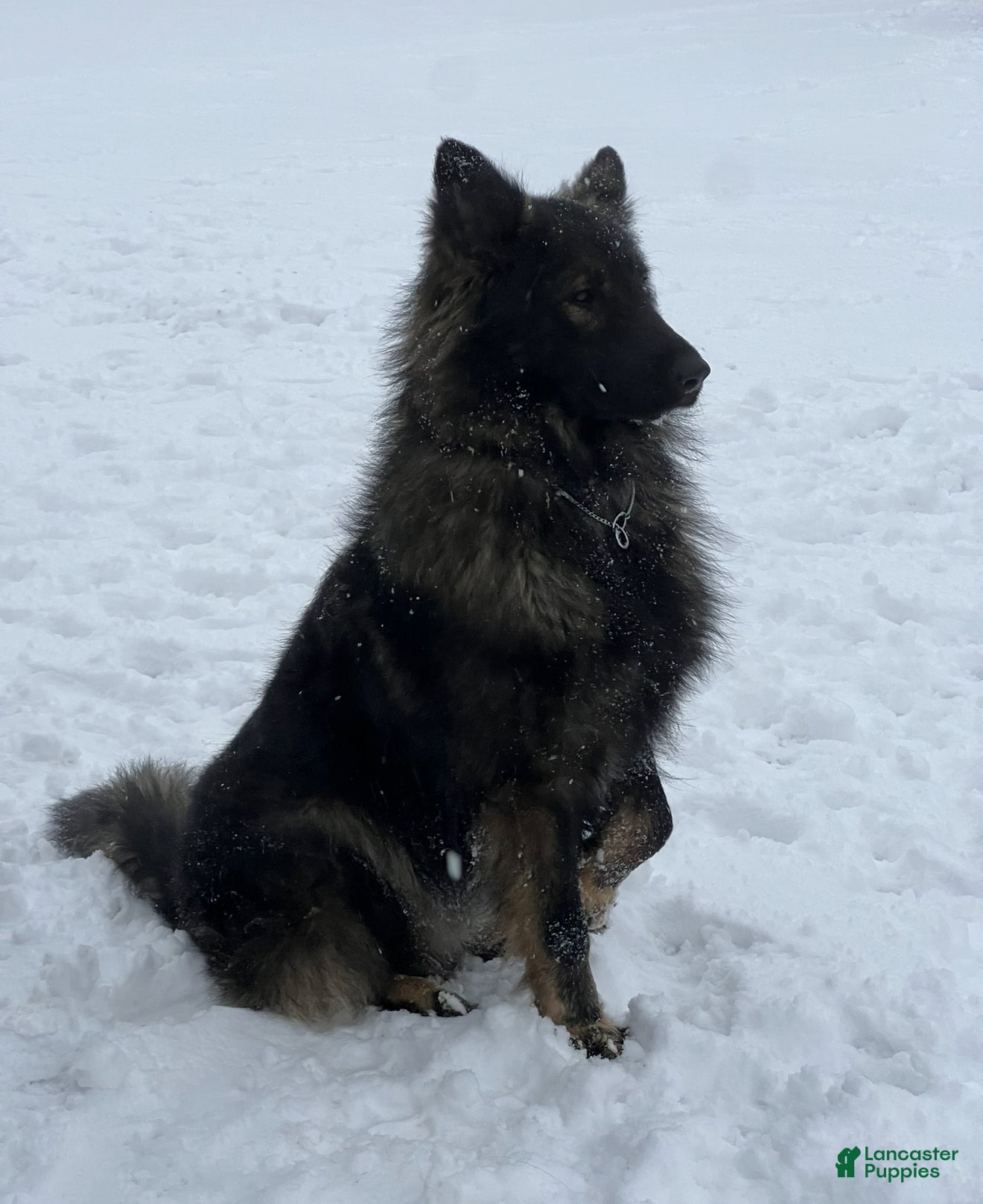 German Shepherd dogs German Shepherd Puppy 1 - Ad 2