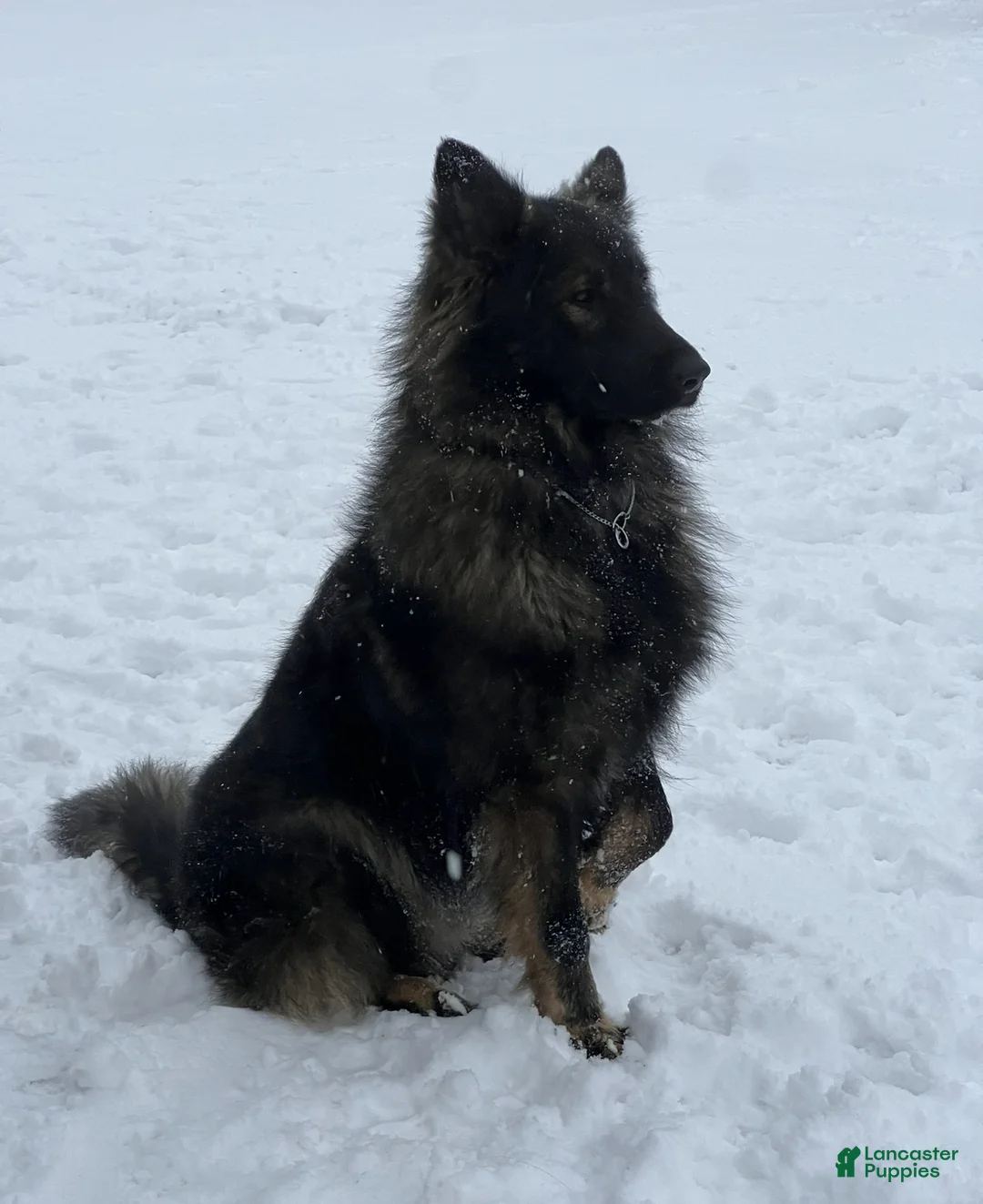 German Shepherd dogs for sale: German Shepherd Puppy 1 - Ad 2