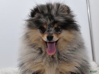 Pomeranian dogs Rudy blue Merle tan - Ad 35