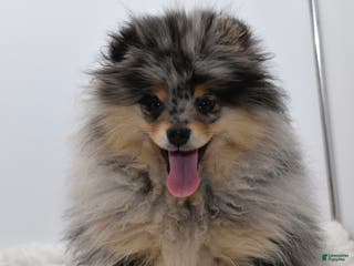 Pomeranian dogs Rudy blue Merle tan - Ad 32