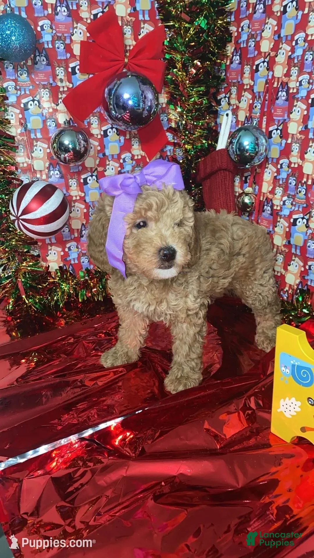 Mini Goldendoodle dogs for sale: Storm - Ad 4