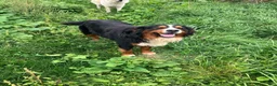 Mixed Breed dogs for sale: Mixed Breed 4 - Ad 9