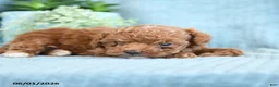 Toy Poodle dogs for sale: Rita - Ad 4
