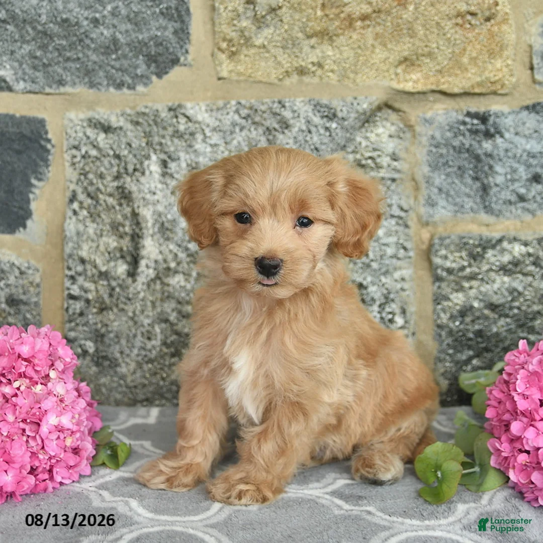 Maltipoo dogs for sale: Elwood  - Ad 1