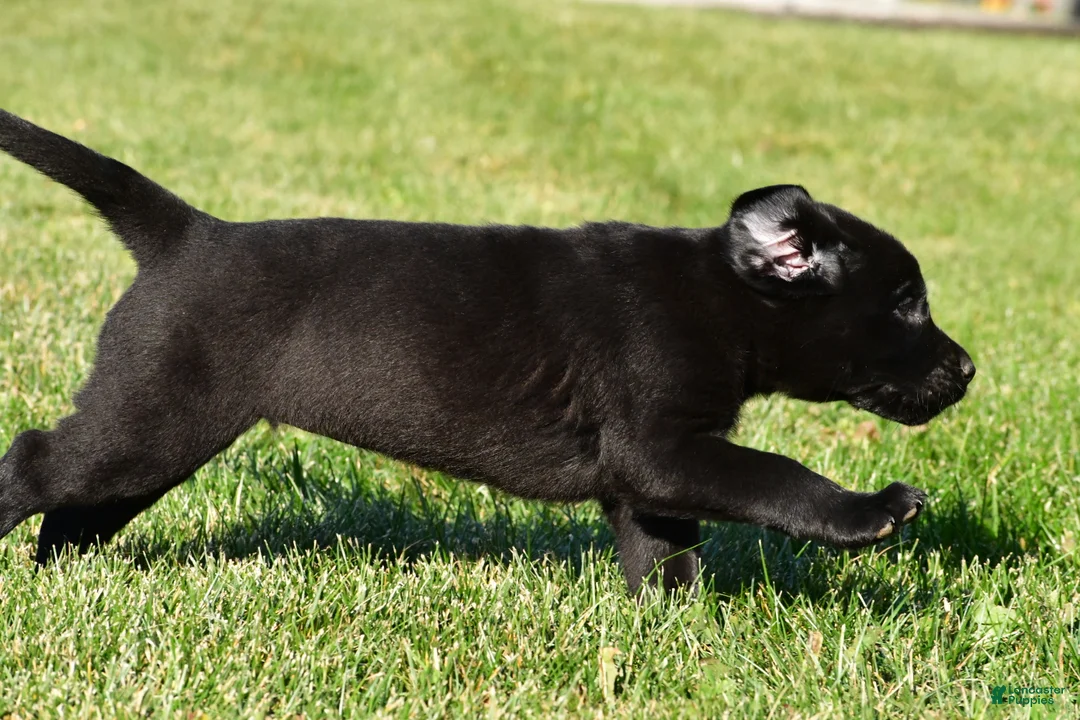 Labrador Retriever dogs for sale: Lexi - Ad 13
