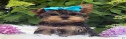 Yorkshire Terrier dogs for sale: Minx - Ad 9