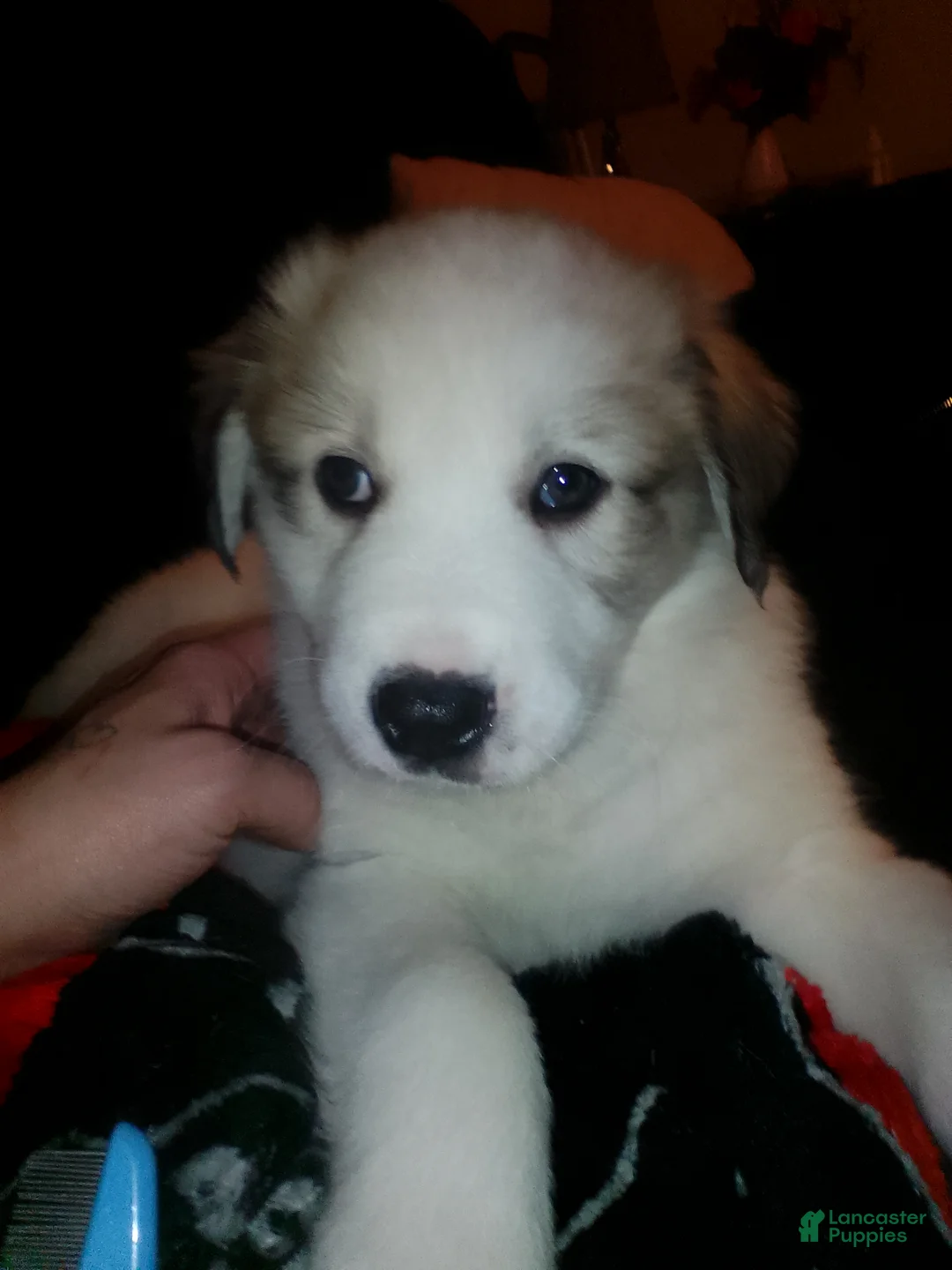 Mixed Breed dogs for sale: Buddy Boy  - Ad 22