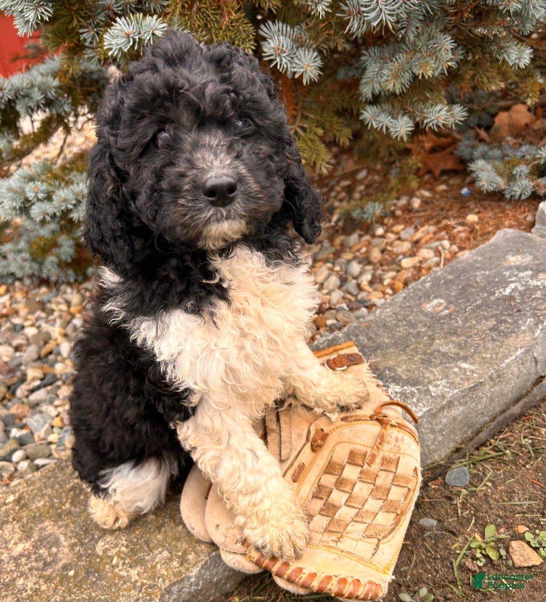 Cockapoo dogs for sale: Luna  - Ad 4