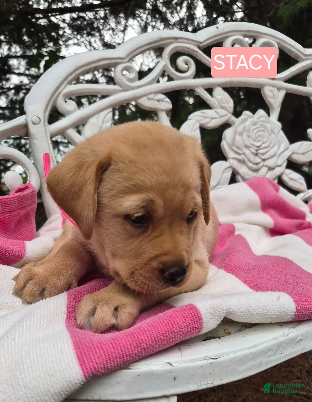 Labrador Retriever dogs for sale: Stacy - Ad 2