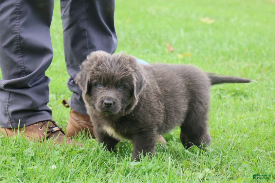 Newfoundland dogs Montoya - Ad 1