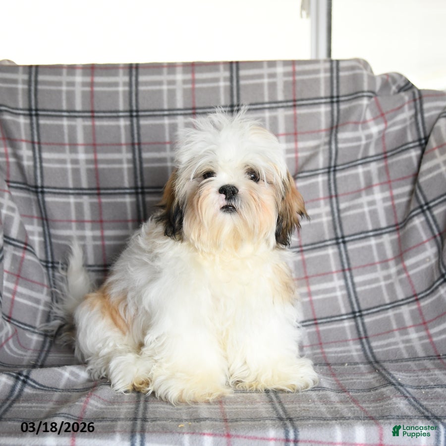 Shihpoo dogs Marty - Ad 1