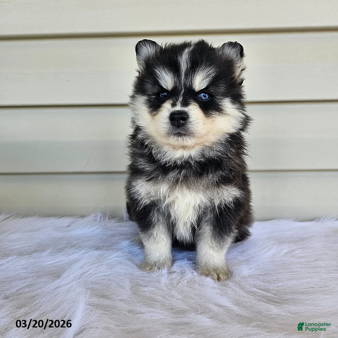 Pomsky dogs for sale: Leah - Ad 3