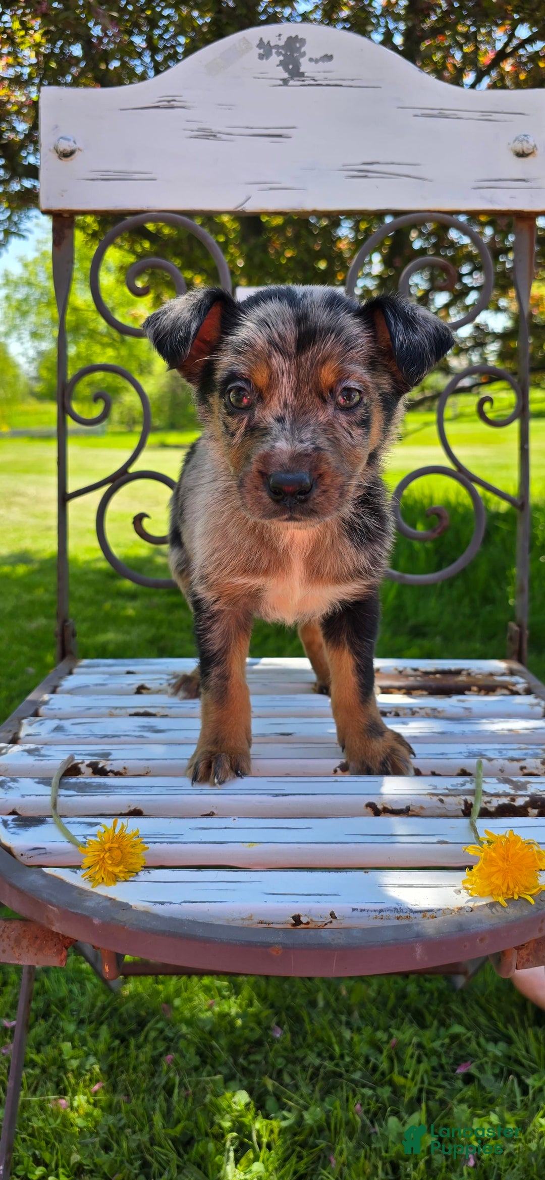 Mixed Breed dogs for sale: Casper - Ad 11