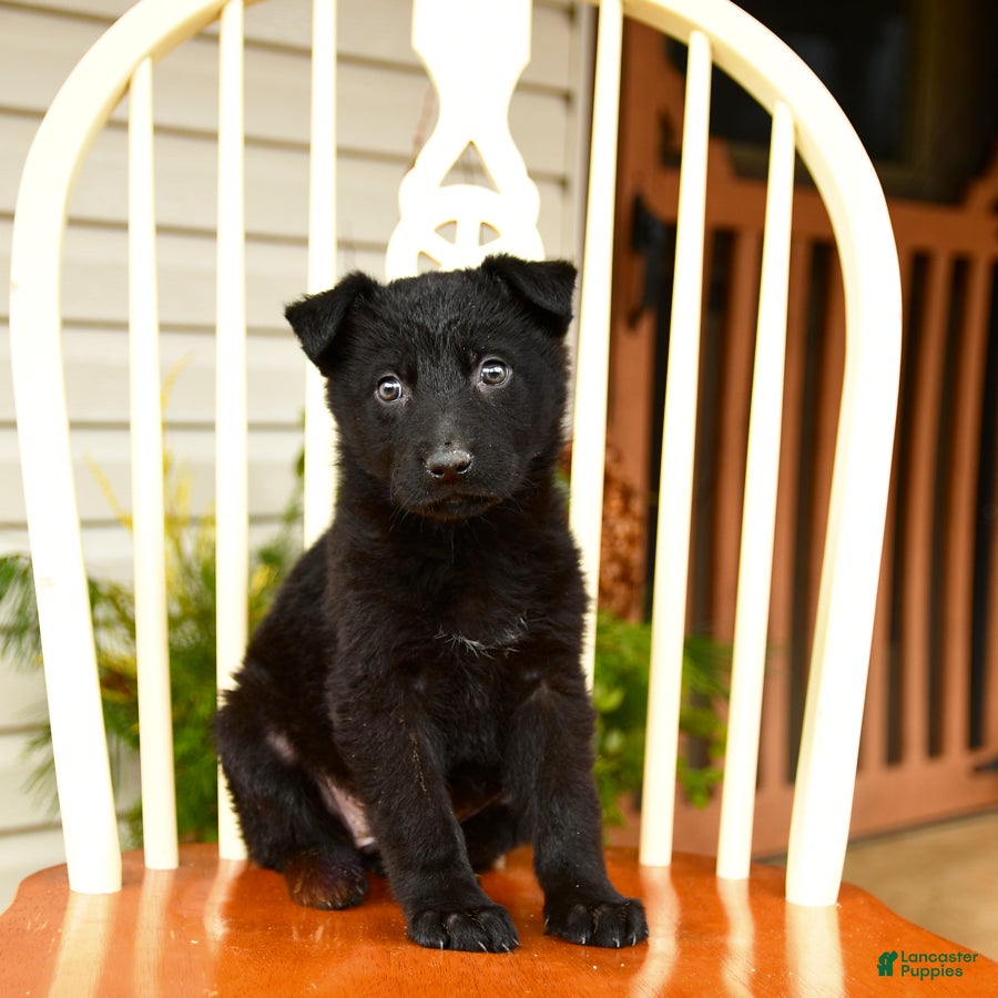 German Shepherd dogs Silver Belle - Ad 1