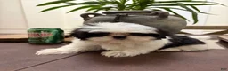 Shih Tzu dogs for sale: May - Ad 3