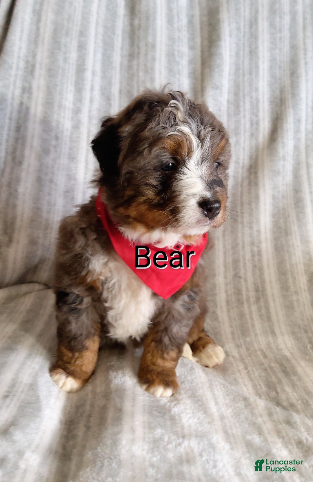 Mini Bernedoodle dogs for sale:  Bear - Ad 6