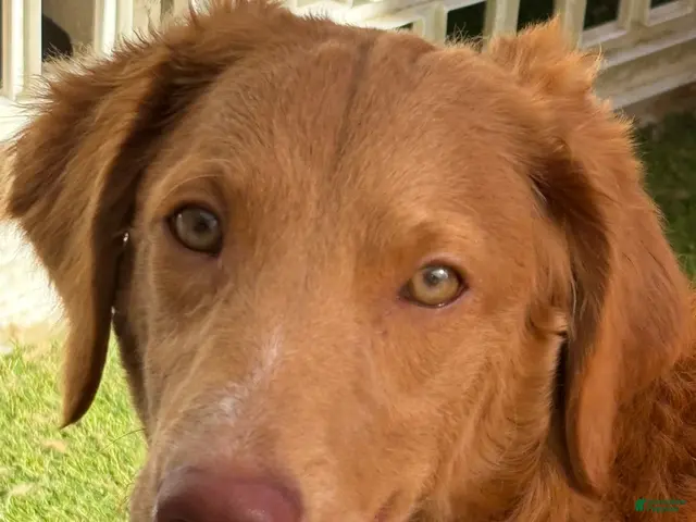 Goldendoodle dogs for sale: Fuchsia - Ad 1