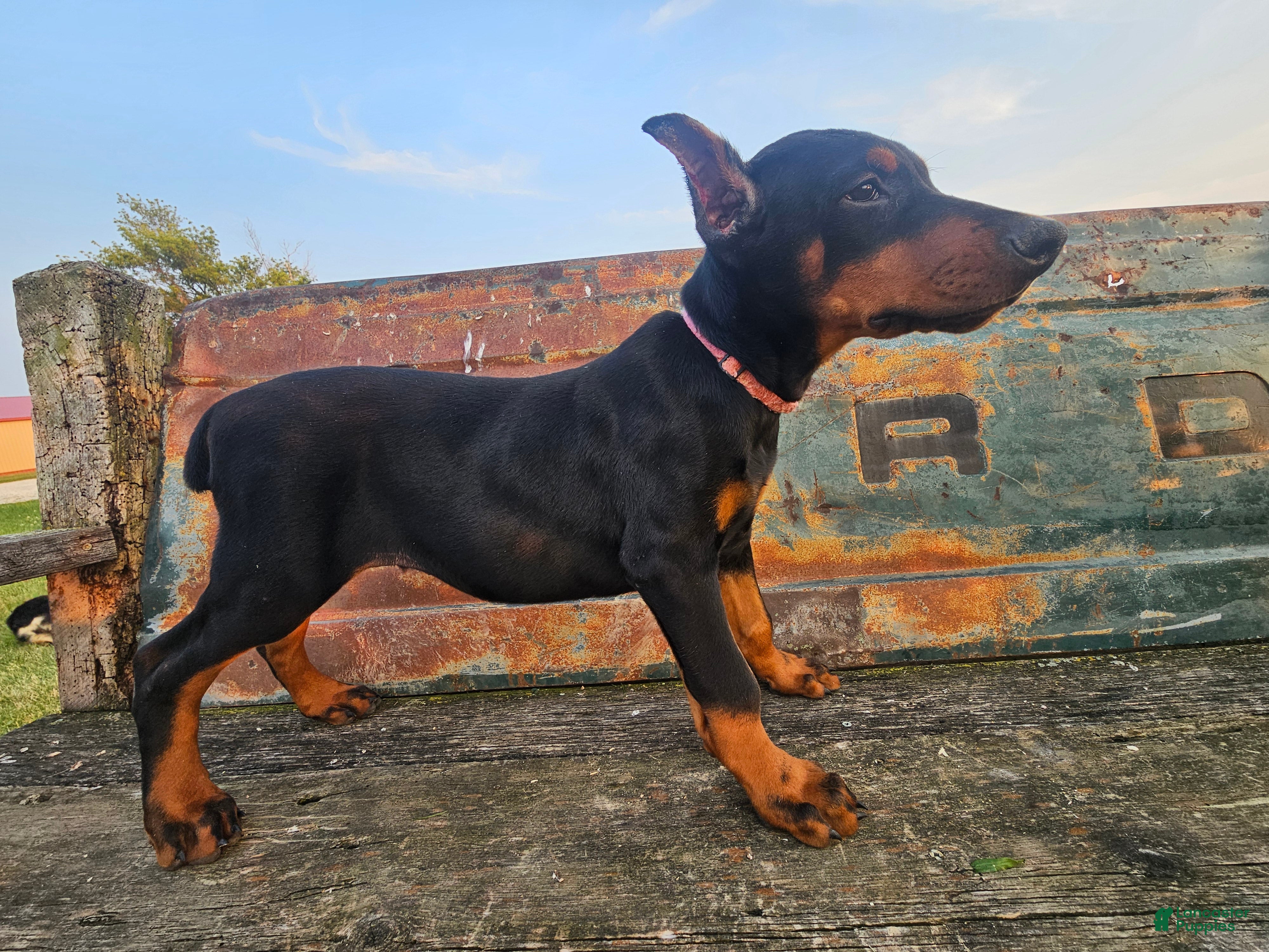Doberman Pinscher dogs Light Pink Collar  - Ad 2