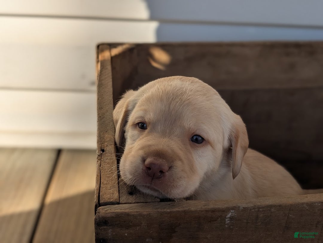 Labrador Retriever dogs for sale: River - Ad 2