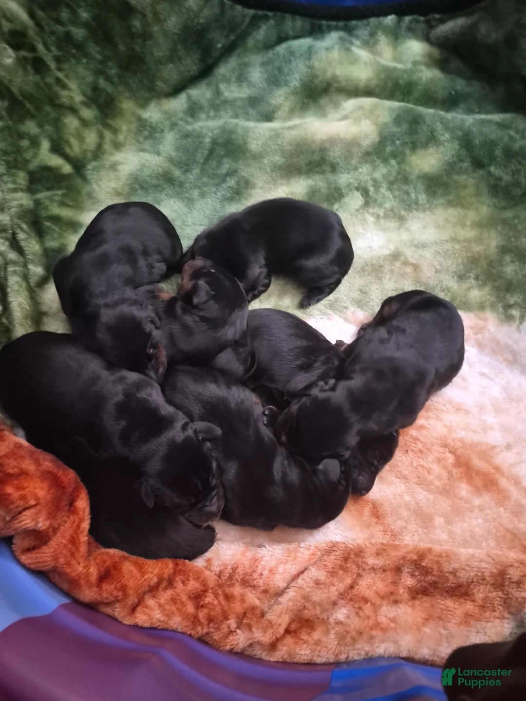 Doberman Pinscher dogs for sale: Doberman Pinscher 7 - Ad 1