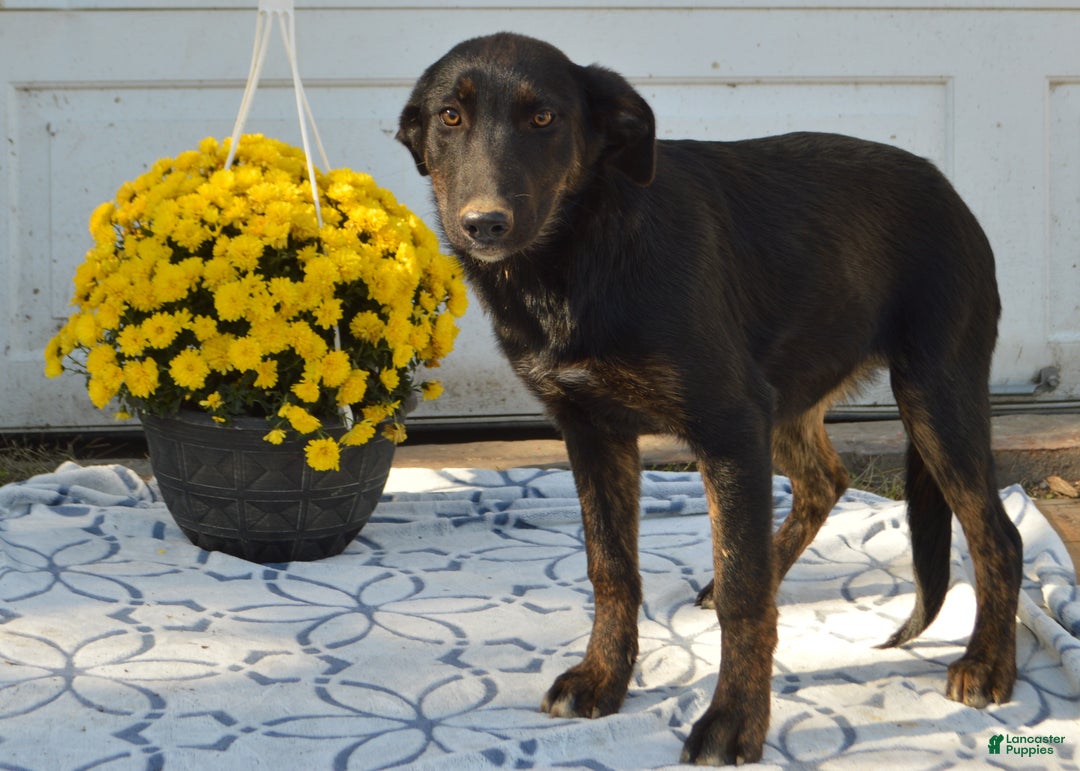 Mixed Breed dogs for sale: Kara - Ad 1