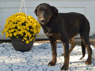 Mixed Breed dogs Kara - Ad 37