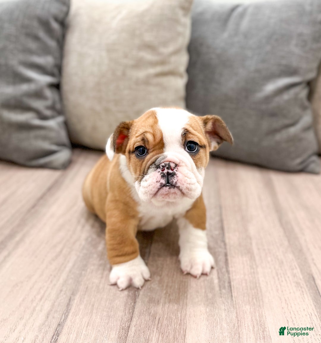 Mixed Breed dogs for sale: Bailey - Ad 1