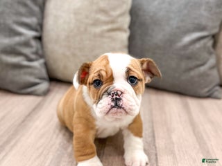 Mixed Breed dogs Bailey - Ad 21