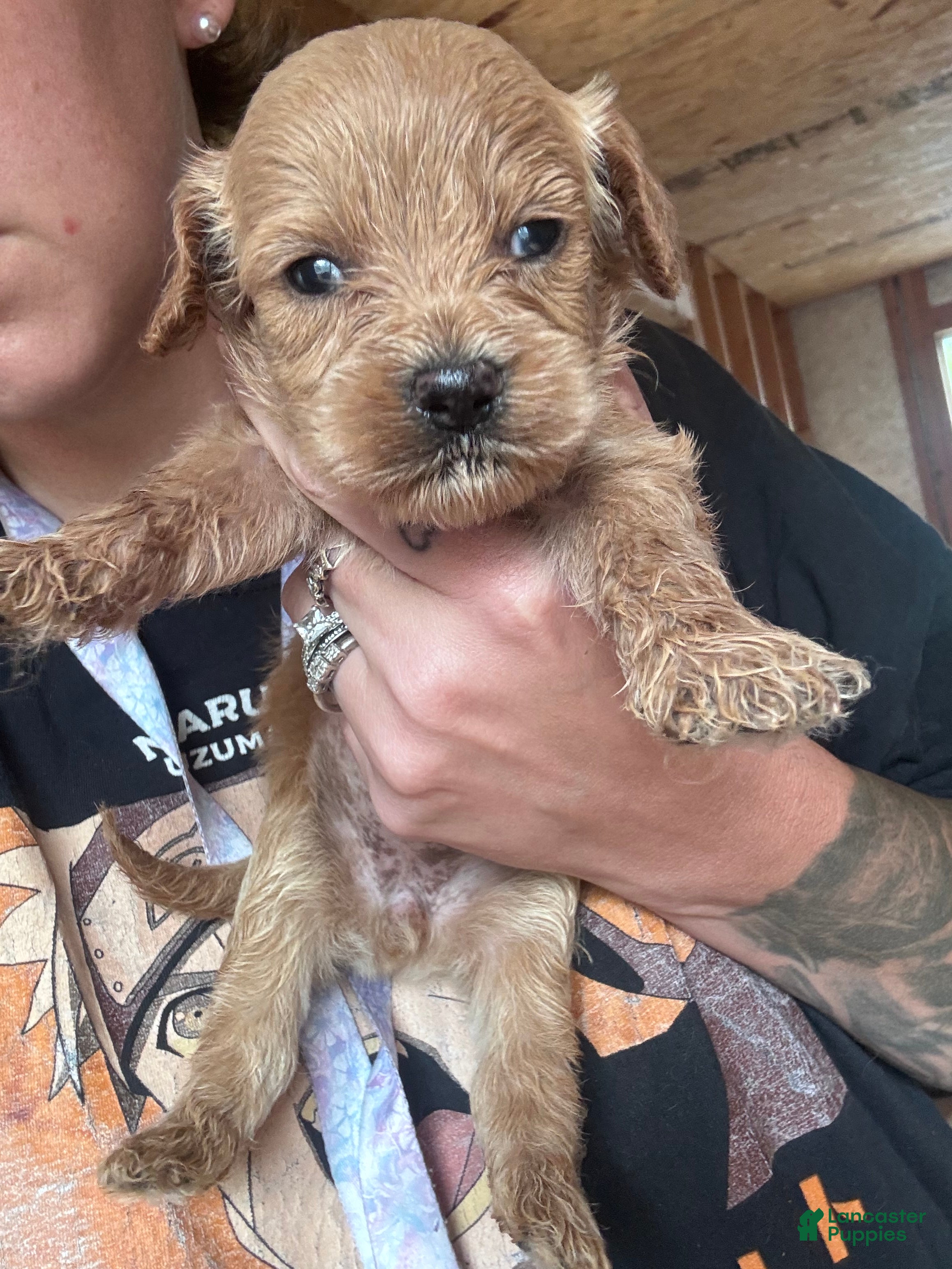 Cavapoo dogs Cavapoo 3 - Ad 1